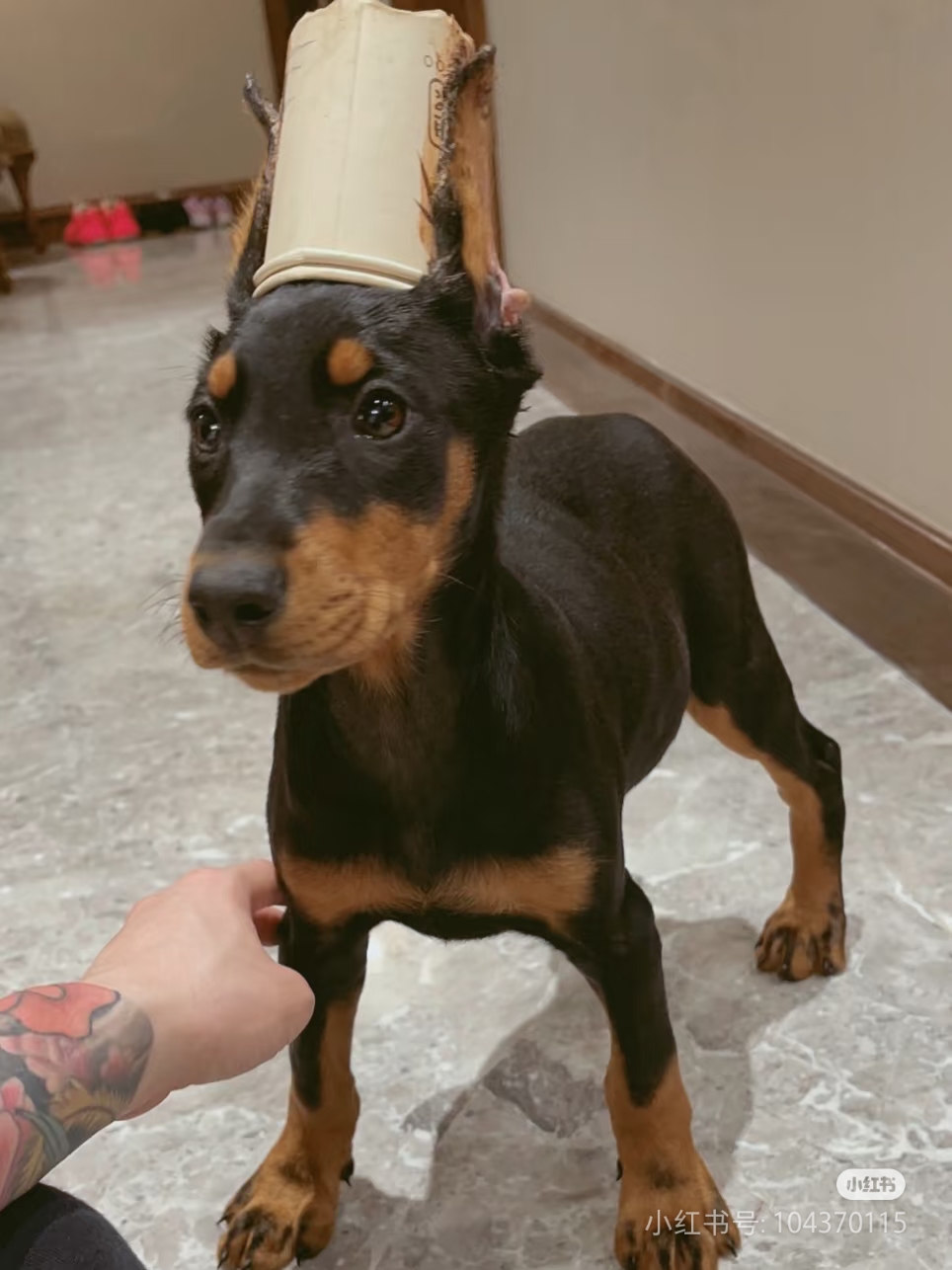 杜宾犬